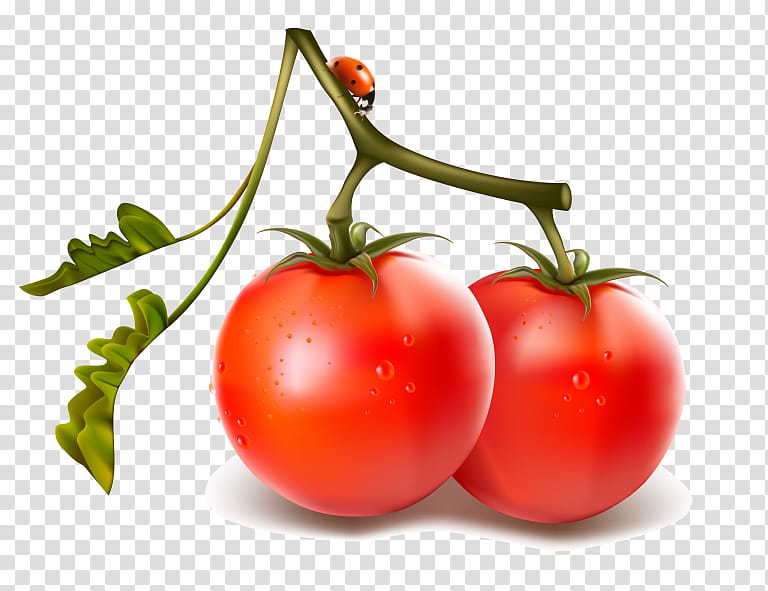 Tomato, Vegetable, Cherry Tomato, Tomato Juice, Fruit, Food, Ketchup, Tomato Sauce transparent background PNG clipart