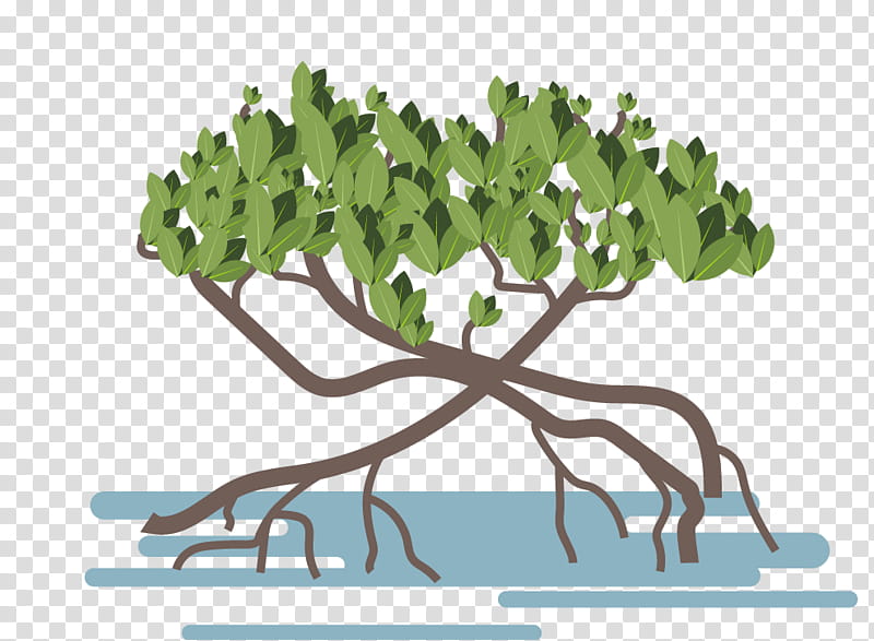 Tropical Leaf, Mangrove, Tropical Forest, Drawing, Black Mangrove, Logo, Cypress Knee, Forest Ecosystem transparent background PNG clipart