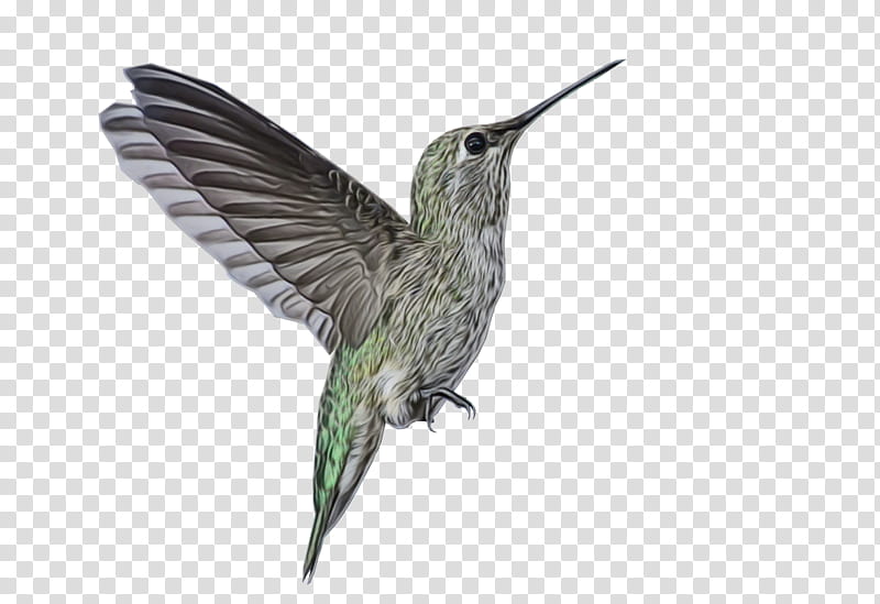 Bird, Hummingbird, Beak, Feather, Rufous Hummingbird, Plant, Wildlife, Wing transparent background PNG clipart