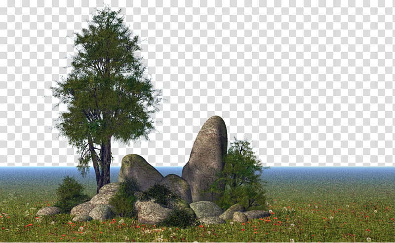 nature tree rock natural landscape biome, Woody Plant, Grass, Meadow transparent background PNG clipart