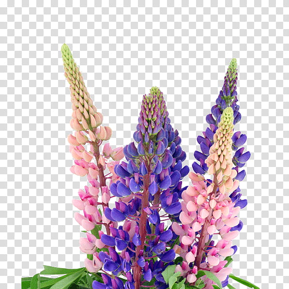 White Lily Flower, Bluebonnet, Texas Bluebonnet, Lupinus Angustifolius, Alamy, Wild Lupine, Plant, Lavender transparent background PNG clipart