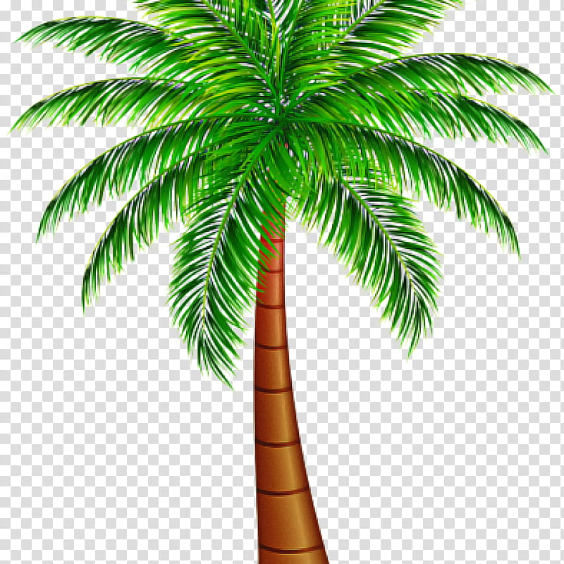 Date Tree Leaf, Palm Trees, Pygmy Date Palm, Coconut, Roystonea Regia, Arecales, Royal Palms, Date Palms transparent background PNG clipart