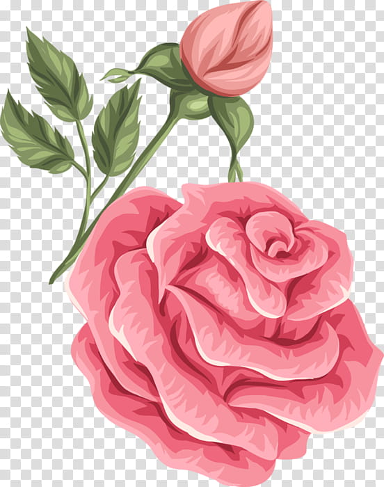 Watercolor Pink Flowers, Garden Roses, Retro Style, Cabbage Rose, Cut Flowers, Petal, Vintage, Artificial Flower transparent background PNG clipart