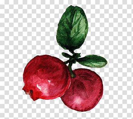 Christmas Resource , pomegranate fruit illustration transparent background PNG clipart