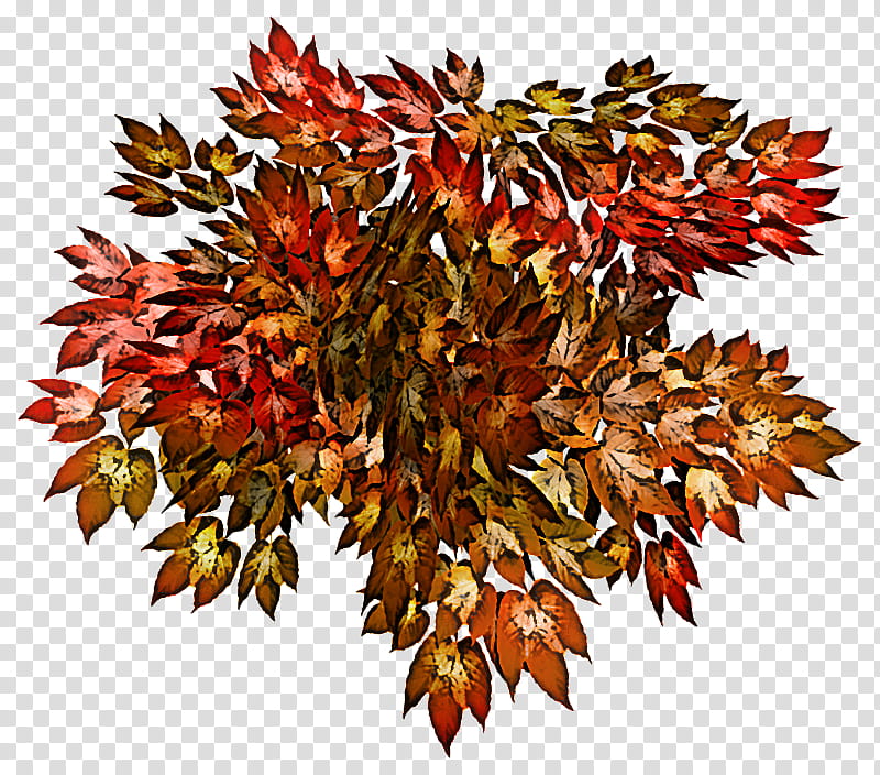 Plane, Leaf, Plant, Tree, Sweet Gum, Woody Plant, Flower, Autumn transparent background PNG clipart