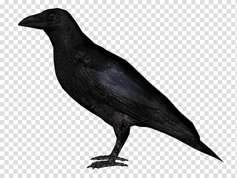 D Black Crows, black crow transparent background PNG clipart