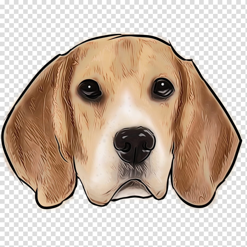 dog beagle snout harrier american foxhound, Watercolor, Paint, Wet Ink transparent background PNG clipart