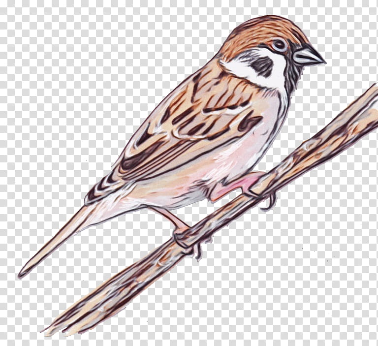 bird house sparrow sparrow chipping sparrow beak, Watercolor, Paint, Wet Ink, Emberizidae, Songbird, Perching Bird, Swamp Sparrow transparent background PNG clipart