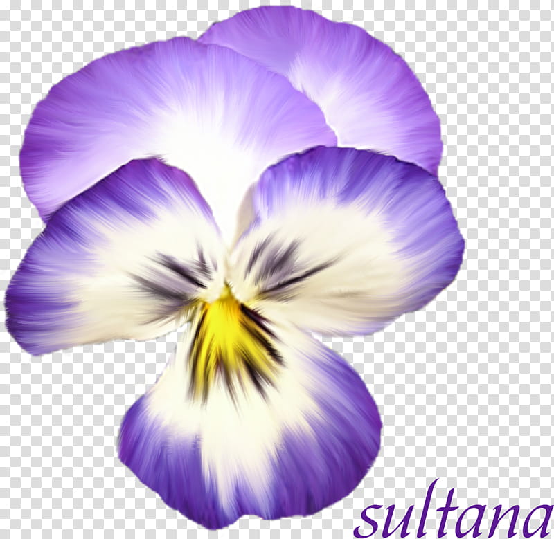 Flower Painting, Violet, Pansy, Flower Bouquet, Ciceksepeticom, World Is Not Enough, Petal, Violaceae transparent background PNG clipart