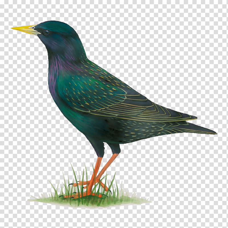 bird beak european starling starling perching bird, Watercolor, Paint, Wet Ink transparent background PNG clipart