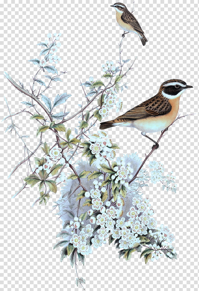 bird beak northern grey shrike branch perching bird, Plant, Twig, Songbird, Finch, Wren transparent background PNG clipart