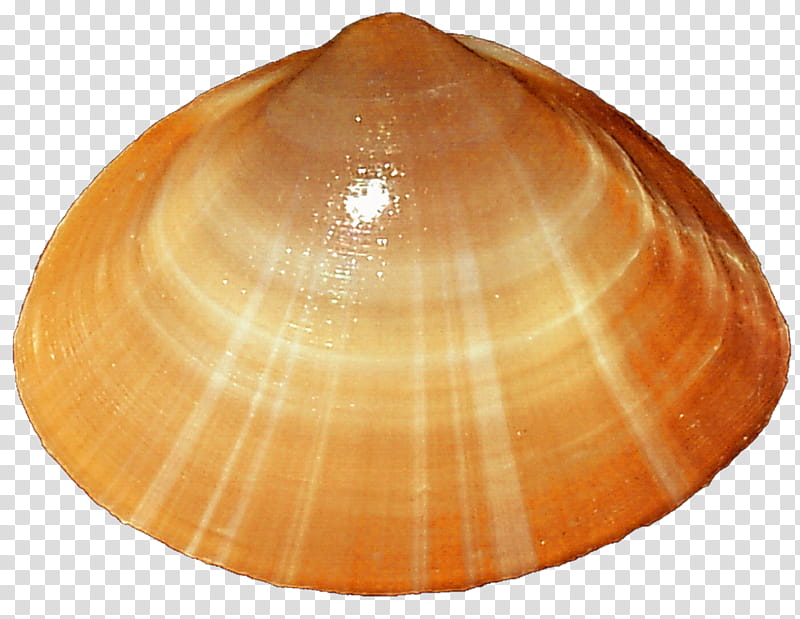 Orange Clam Seashell transparent background PNG clipart