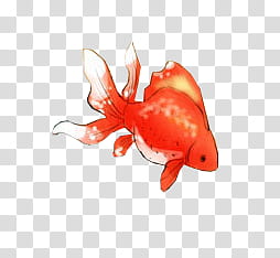 WATCHERS , red and white goldfish illustration transparent background PNG clipart