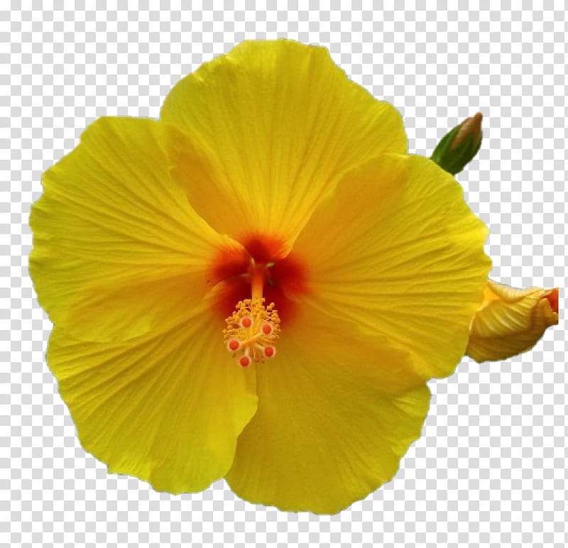 Hawaiian Flower, Shoeblackplant, Rosemallows, Hibiscus, Chinese Hibiscus, Petal, Yellow, Hawaiian Hibiscus transparent background PNG clipart