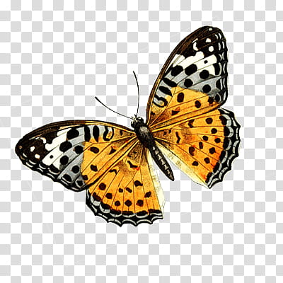 , yellow, white, and black butterfly transparent background PNG clipart
