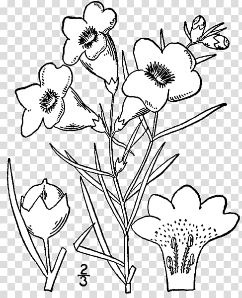 Flowers Draw ByunCamis, white petaled flowers illustration transparent background PNG clipart