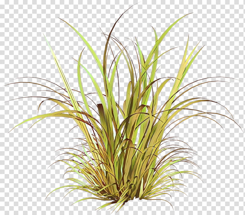 grass plant terrestrial plant grass family houseplant, Flower, Sweet Grass, Herb, Lemongrass transparent background PNG clipart