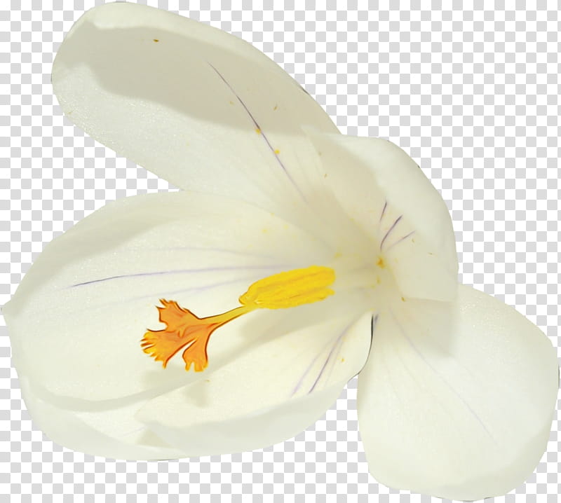 white petal flower yellow plant, Watercolor, Paint, Wet Ink, Narcissus, Crocus, Amaryllis Family, Moth Orchid transparent background PNG clipart