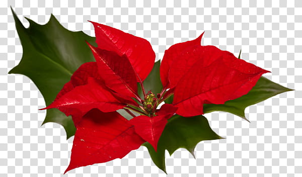 Poinsettia, red poinsettia transparent background PNG clipart