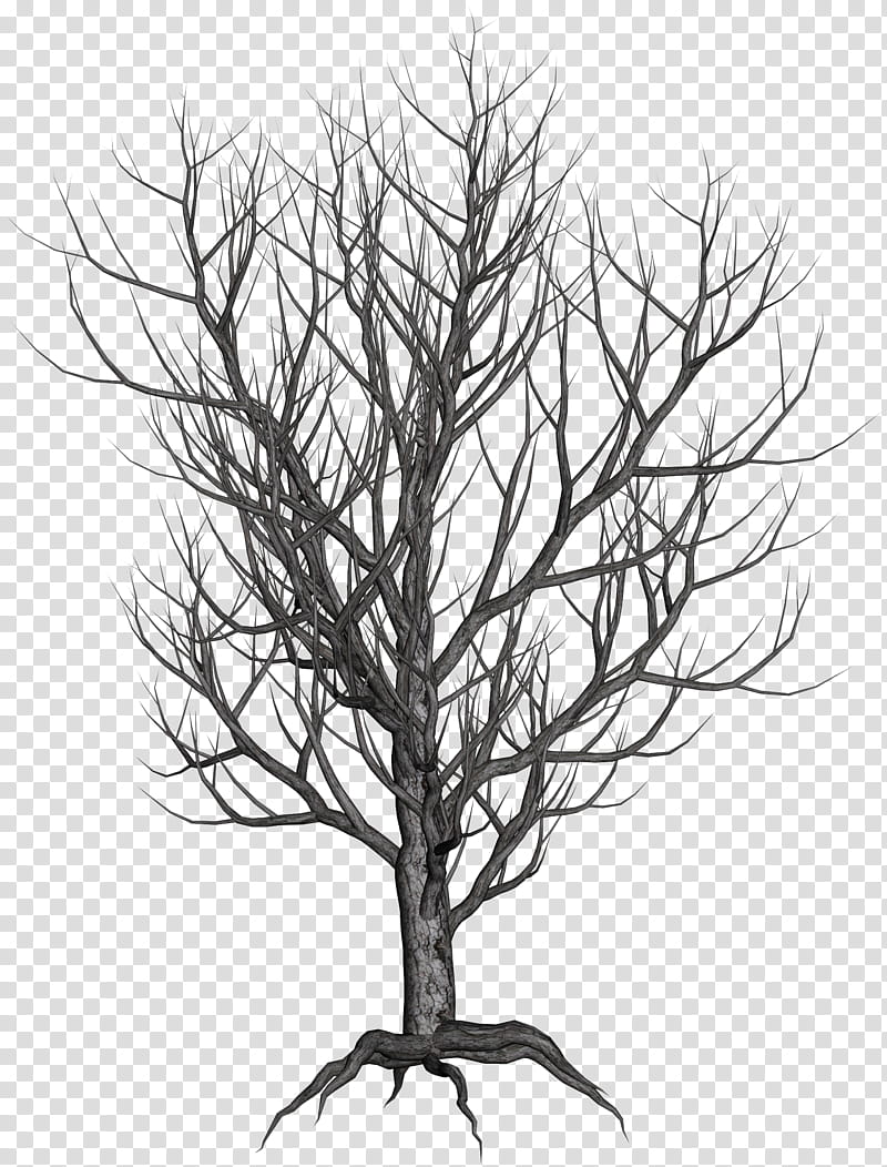 Winter Trees, bare tree illustration transparent background PNG clipart