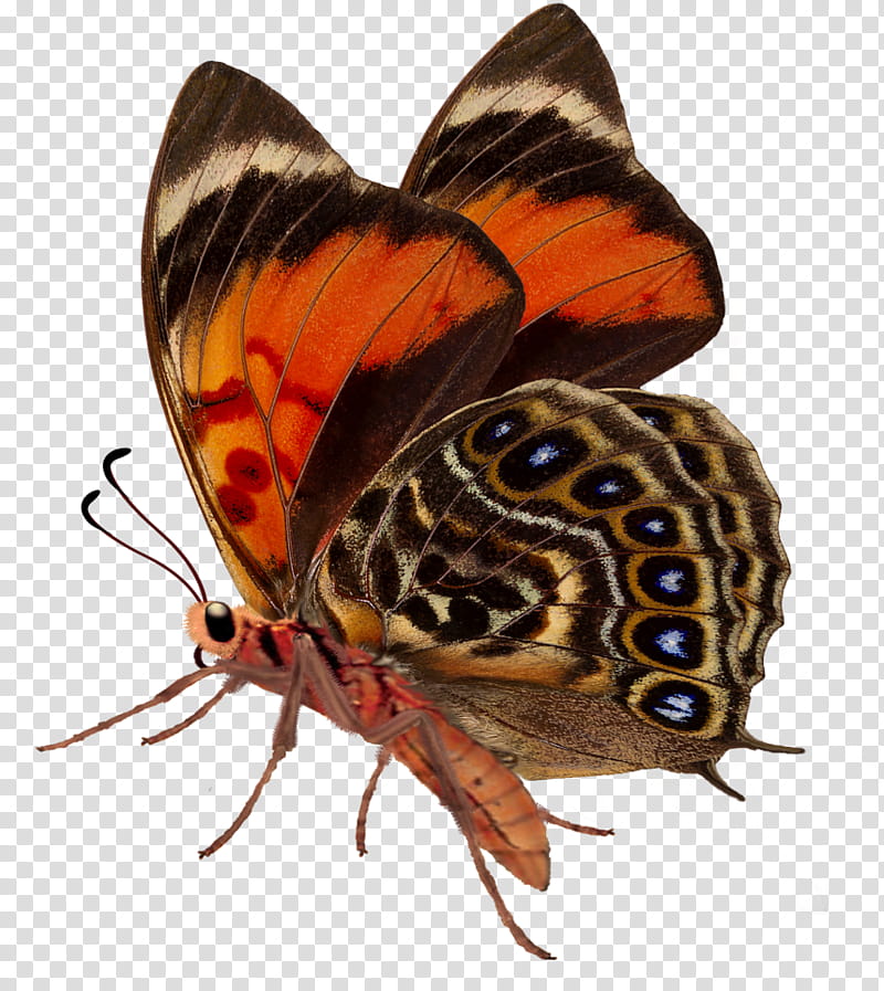 butterflies, red, brown, and orange moth transparent background PNG clipart