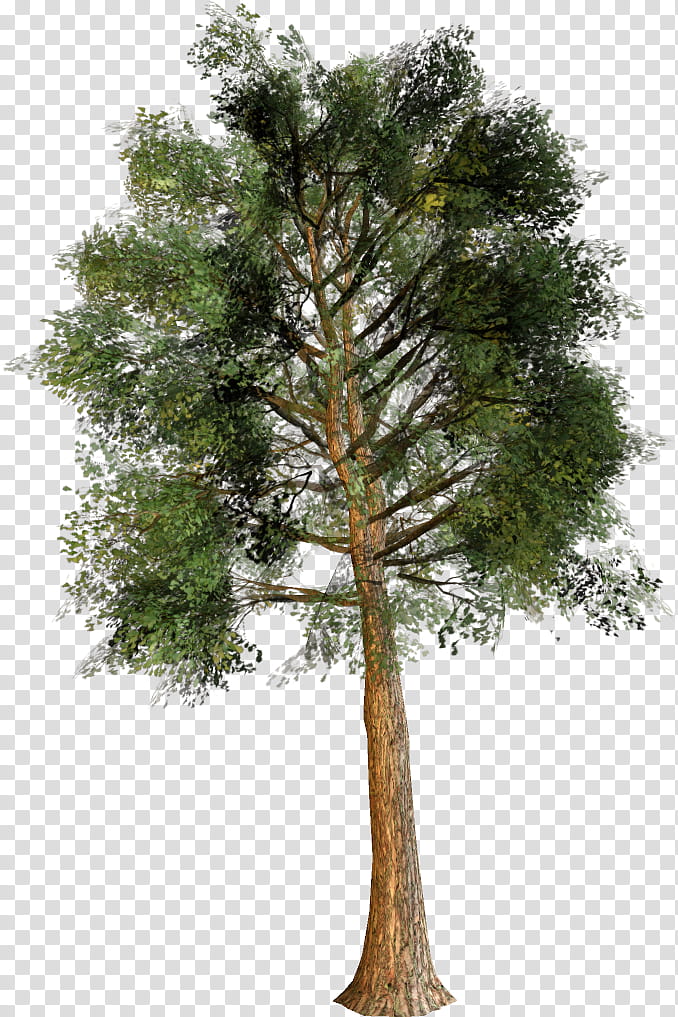 Family Tree, Trunk, Fir, Pine, Cedar, Spruce, Larch, Sprucefir Forests transparent background PNG clipart