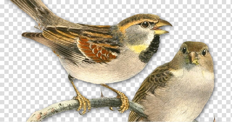 Sea Bird, House Sparrow, Drawing, Dead Sea Sparrow, Bird Houses, Painting, True Sparrows, Beak transparent background PNG clipart