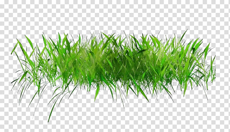 Green Grass, Watercolor, Paint, Wet Ink, Computer Icons, Digital , Adobe Lightroom, Art transparent background PNG clipart