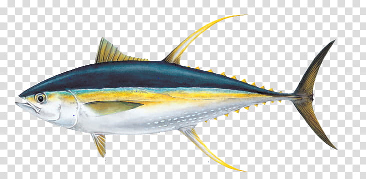 Fishing, Bigeye Tuna, Albacore, Yellowfin Tuna, Sashimi, Atlantic Bluefin Tuna, Skipjack Tuna, Can transparent background PNG clipart