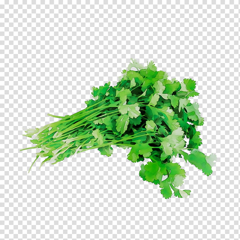 Green Grass, Coriander, Parsley, Herbalism, Rapini, Plant, Leaf Vegetable, Flower transparent background PNG clipart