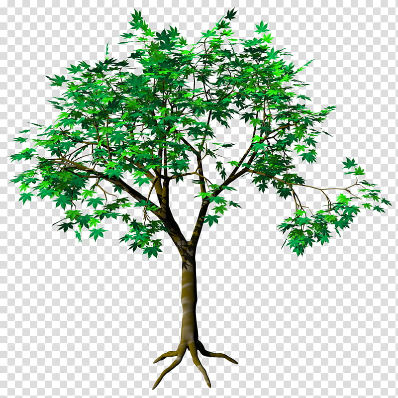 Ohmomiji Acer Amoenum TIF, green tree art transparent background PNG clipart