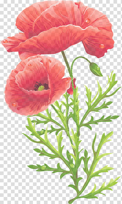 flower petal oriental poppy plant flowering plant, Pink, Cut Flowers, Coquelicot, Corn Poppy transparent background PNG clipart