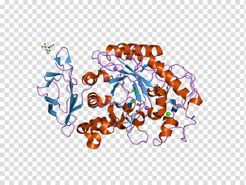 Amy2a Text, Alphaamylase, Enzyme, Human, Pancreas, Active Site, Salivary Gland, Protein transparent background PNG clipart
