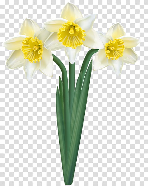 Flowers, Daffodil, Cut Flowers, Yellow, Floristry, Flower Bouquet, Petal, Narcissus transparent background PNG clipart