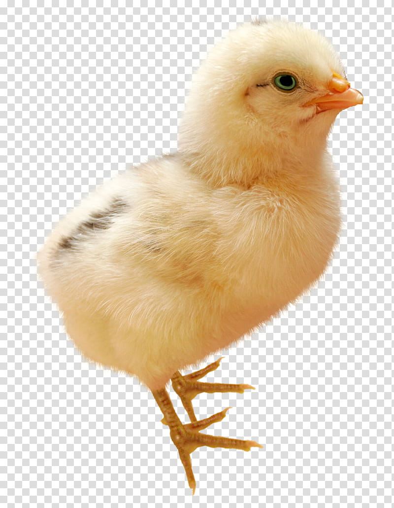 standing yellow chick transparent background PNG clipart