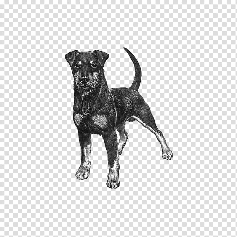 Cartoon Dog, Jagdterrier, Staffordshire Bull Terrier, Hunting Dog, Sporting Group, Breed Standard, Kennel Club, American Kennel Club transparent background PNG clipart