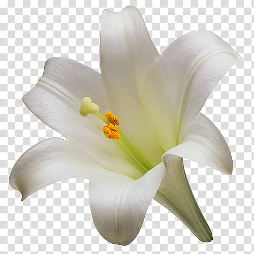 Easter Lily, Madonna Lily, Flower, Arumlily, Tiger Lily, Lilies, Cut Flowers, Flower Bouquet transparent background PNG clipart
