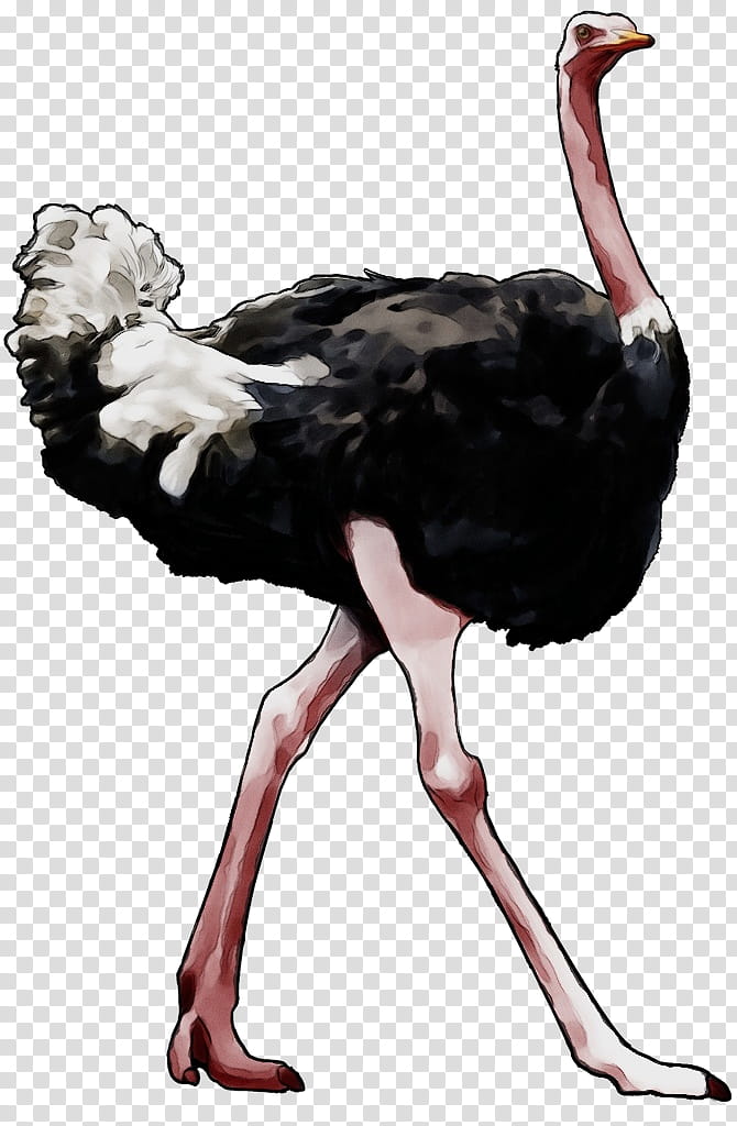 ostrich bird ratite flightless bird beak, Watercolor, Paint, Wet Ink, Wildlife transparent background PNG clipart