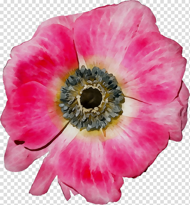 Watercolor Pink Flowers, Anemone, Annual Plant, Herbaceous Plant, Magenta, Poppy Family, Plants, Petal transparent background PNG clipart
