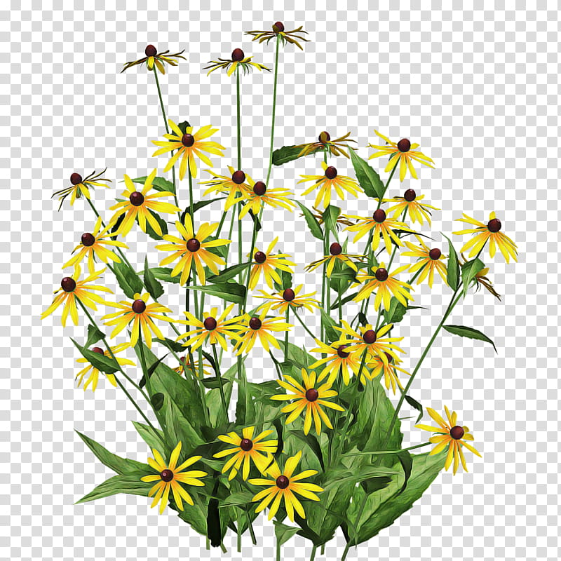 flower plant yellow wildflower tickseed, Plant Stem, Daisy Family, Pedicel, Perennial Plant transparent background PNG clipart