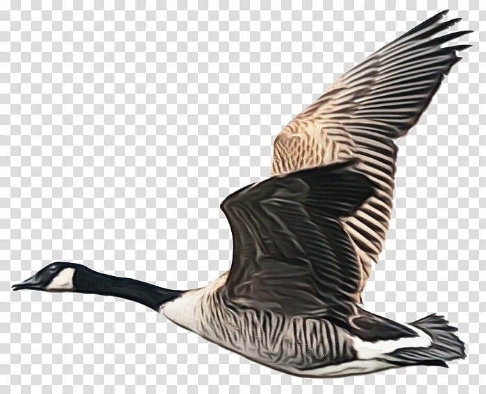 bird canada goose water bird goose waterfowl, Watercolor, Paint, Wet Ink, Ducks Geese And Swans, Pintail, Beak, Wing transparent background PNG clipart