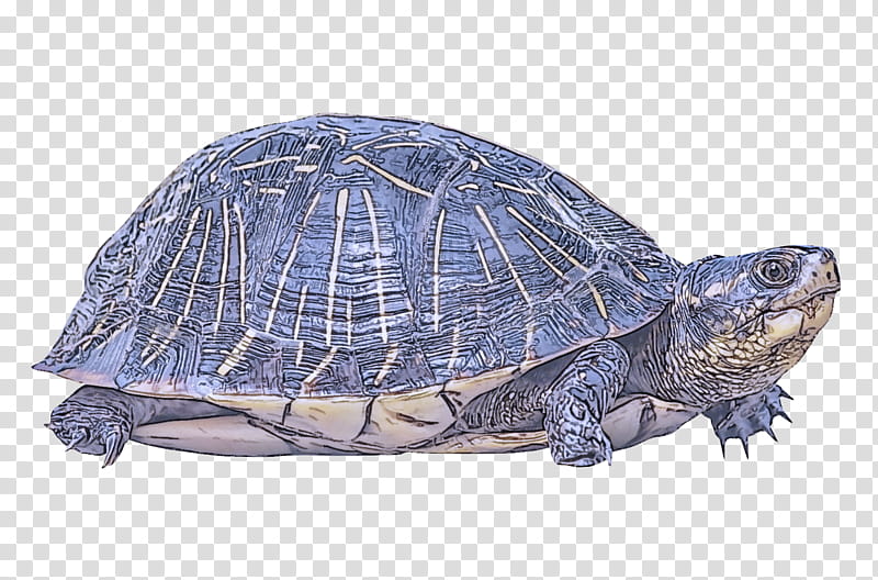 tortoise pond turtle turtle reptile box turtle, Sea Turtle, Kinosternidae, Olive Ridley Sea Turtle, Terrapin, Kemps Ridley Sea Turtle transparent background PNG clipart
