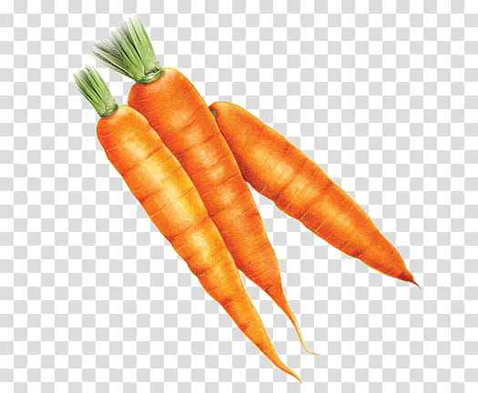 three orange carrots close-up transparent background PNG clipart