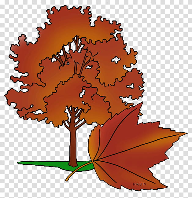 Tree Trunk Drawing, Rhode Island, Red Maple, Fall Tree, Us State, United States Of America, Leaf, Plant transparent background PNG clipart