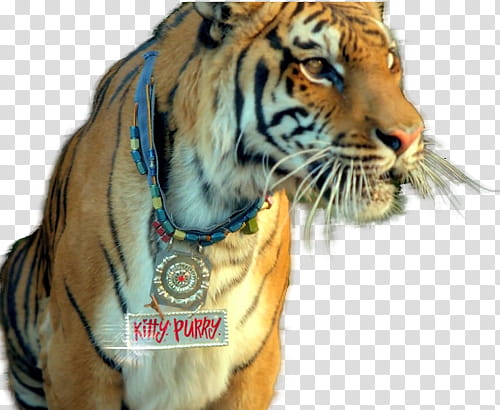 Katy Perry Roar, Tiger with Kitty Purry pet tag transparent background PNG clipart