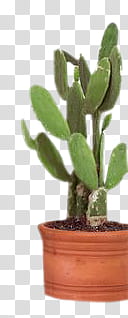 , green cactus plant in pot transparent background PNG clipart