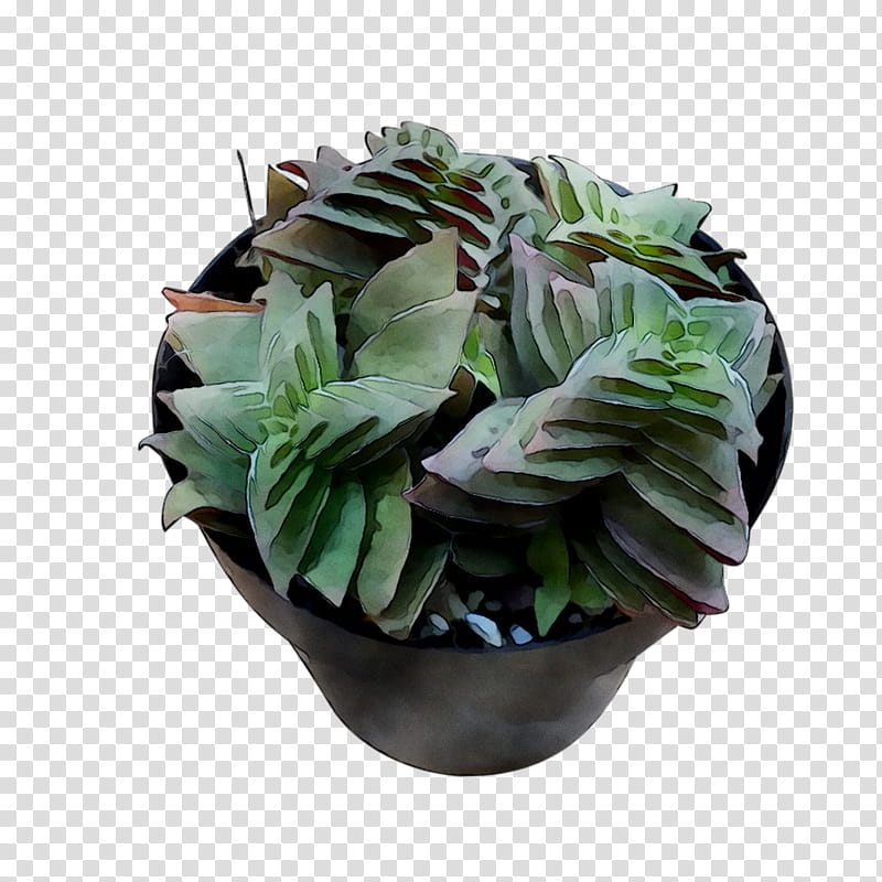 Flower Plant, Houseplant, Flowerpot, Leaf, Echeveria, Arrowroot Family, Spiderwort, Anthurium transparent background PNG clipart