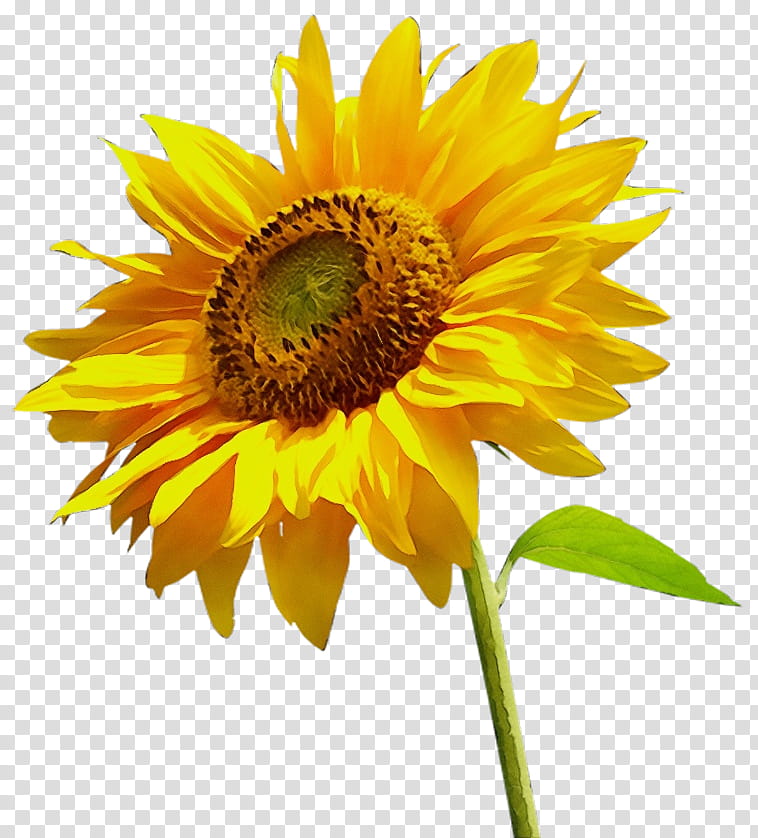 Sunflower, Watercolor, Paint, Wet Ink, Flowering Plant, Yellow, Petal, Sunflower Seed transparent background PNG clipart