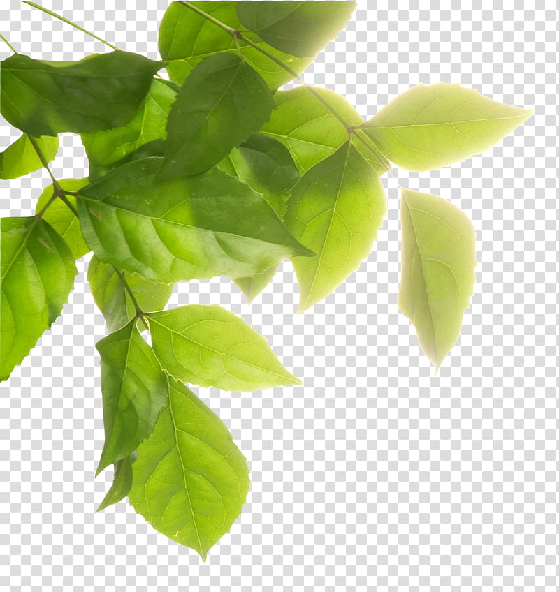 Basil Leaf, Environmental Protection, Biophysical Environment, Natural Environment, Banner, Poster, Poster Designer, Waste transparent background PNG clipart