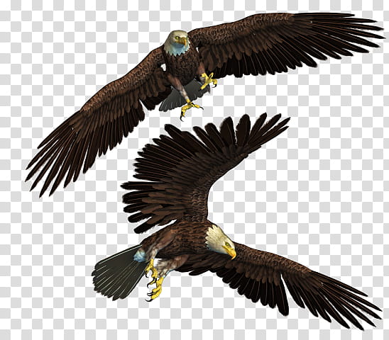 Sea Bird, Bald Eagle, Golden Eagle, Bird Of Prey, Accipitridae, Beak, Wing, Falcon transparent background PNG clipart